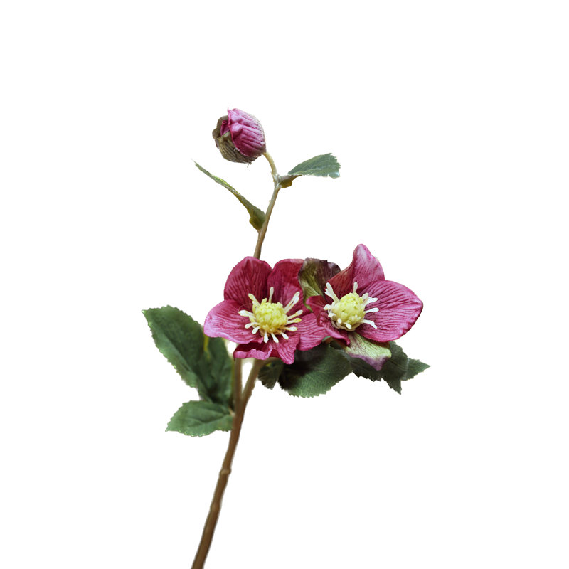 Hellebore with bud, Dark Pink
