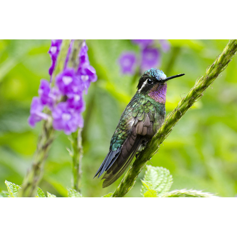Purple Throated Mountain Gem Hummingbird - Wrapped Canvas Art Prints, 20cm H x 30cm W