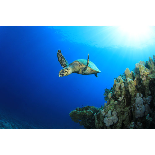 Bay Isle Home Hawksbill Turtle and Coral Reef - Wrapped Canvas ...