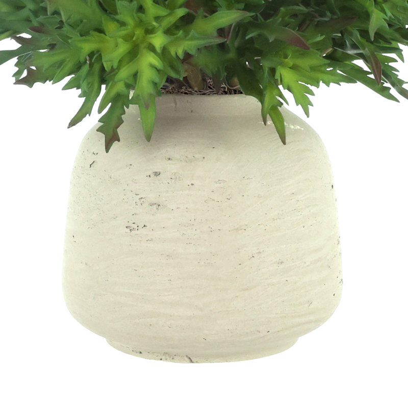 Arrangement de plantes grasses en pot de fibres