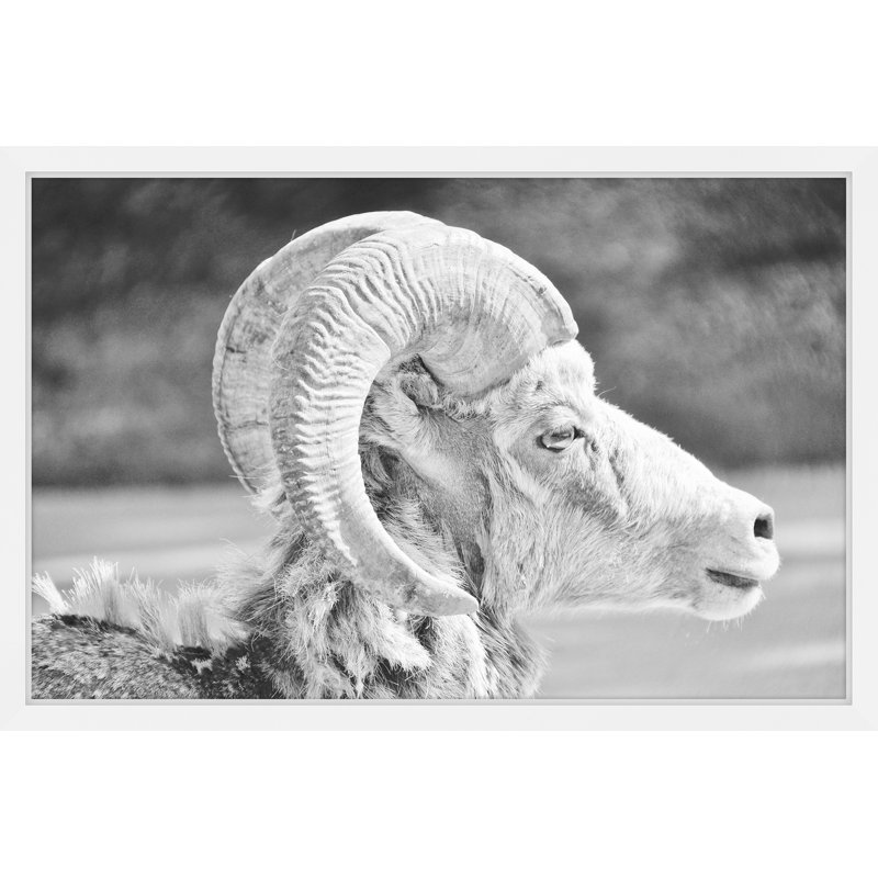 « ram profile 2 », reproduction de photo sur papier encadrée, H 12 po x l 18 po x P 1,5 po