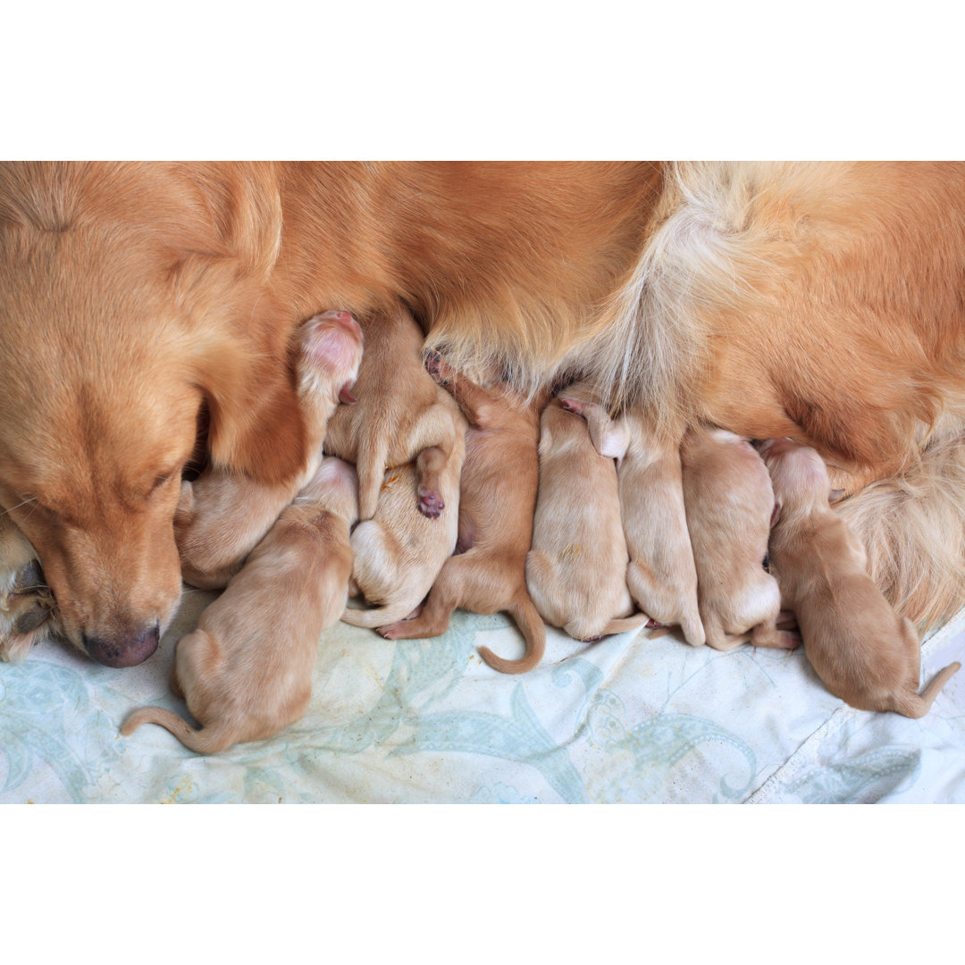 Leinwandbild Gruppe von First Day Golden Retriever Welpen Natural Shot