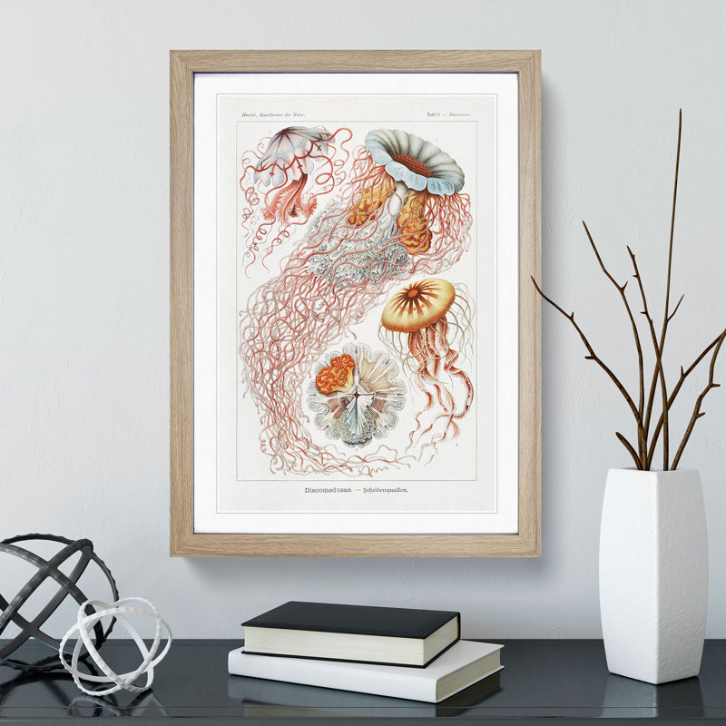 Discomedusae Jellyfish Vol.1 by Ernst Haeckel - Picture Frame Graphic Art, Oak Framed, 48cm H x 36cm W x 2cm D