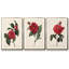 Red Botanical I, ensemble de 3 toiles encadrées sur toile-97711299-97711300