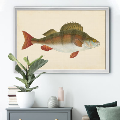 «Donovan Antique Fish I», cadre photo, impression sur toile