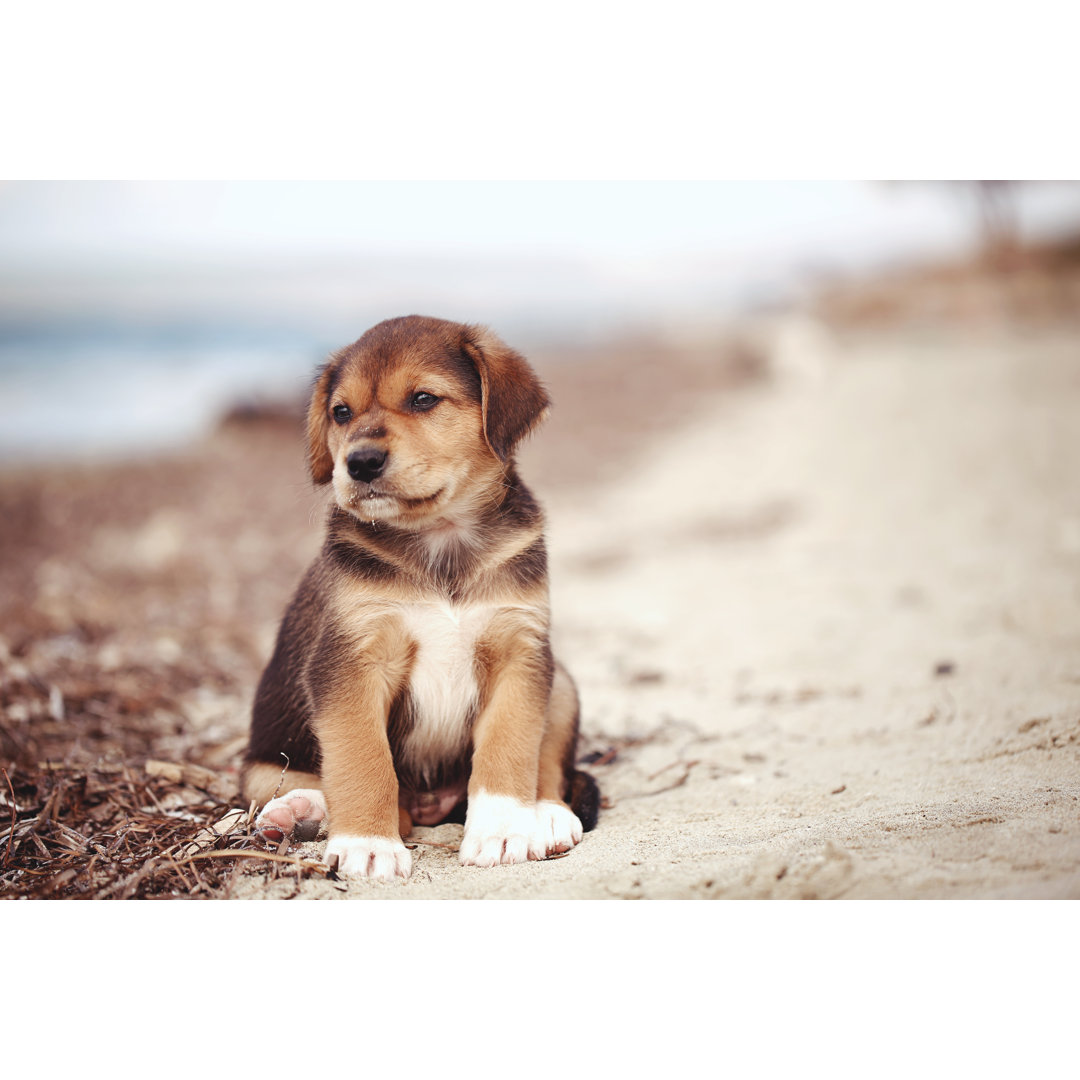 Lovely Puppy Playing Outdoor by Xesai - Drucken