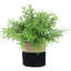 8 plantes