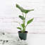 Live Bird of Paradise Plant, 6" Diameter