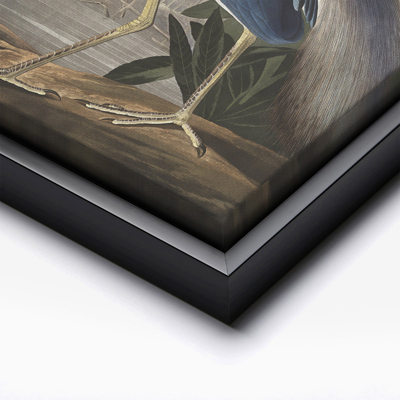 John Audubon - héron de Louisiane, Cadre noir, Canevas, H 12 po x l 16 po