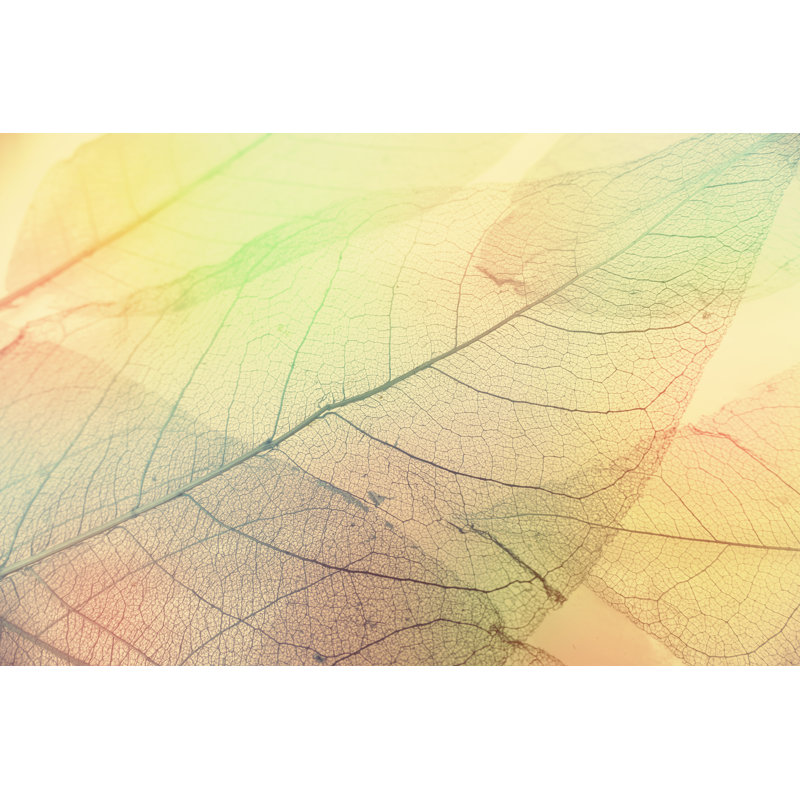 Macro Leaves by Portishead1 - Wrapped Canvas Print, 81cm H x 122cm W