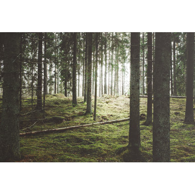 Beautiful Woods Forest by Knape - Wrapped Canvas Print
