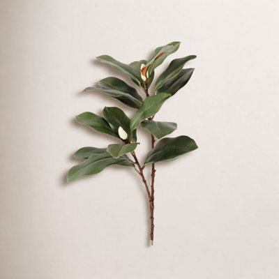 Magnolia Leaf Stems