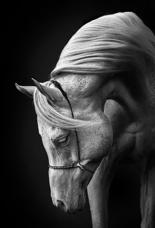 stallion, 91.44 cm H x 60.96 cm W