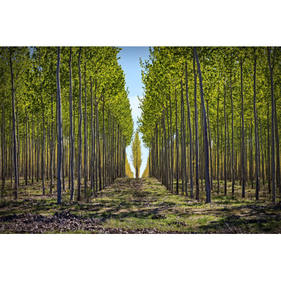 Tree Farm by Baxternator - Wrapped Canvas Print