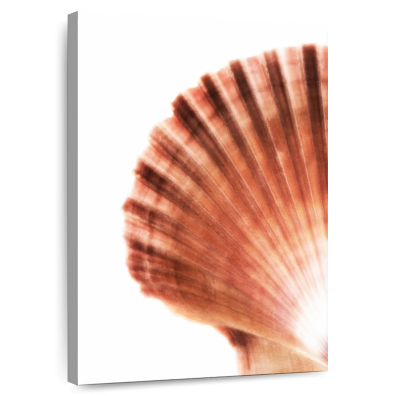 Aletra Scallop Seashell II, 30" H x 20" W