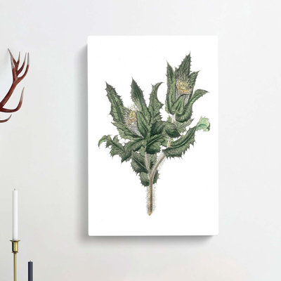 Holy Thistle Illustration - Wrapped Canvas
