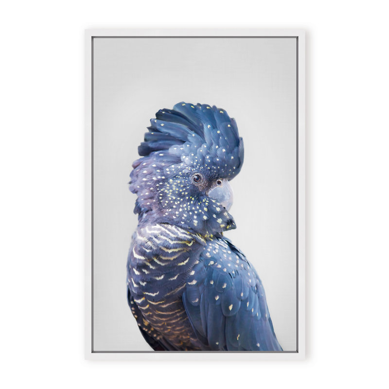 Nature Inspired Black Cockatoo by  - Picture Frame Photograph on Paper, 24" H x 16" W x 2.375" D, Framed Canvas, White
