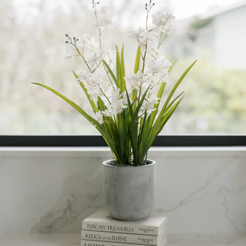 Orchidée blanche 22,5 "en pot Vanda