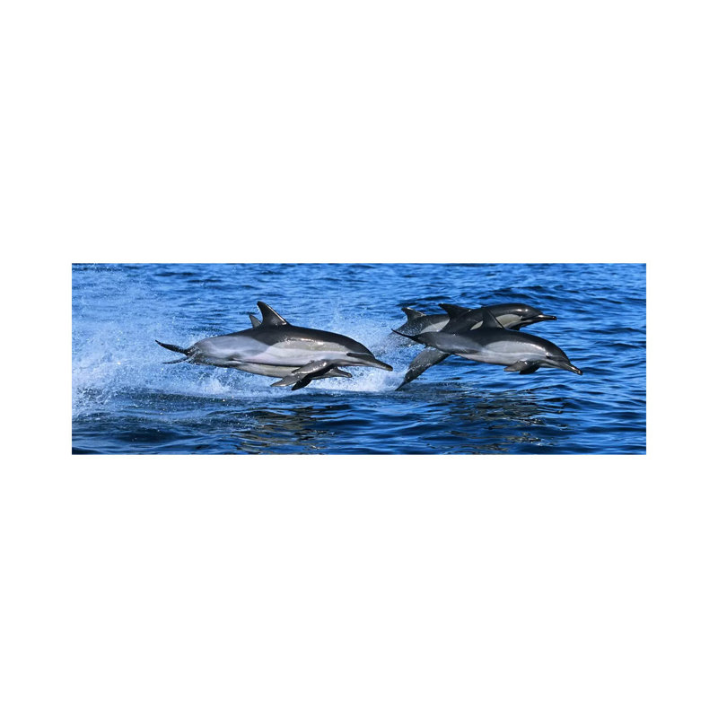 Common Dolphins Breaching In The Sea #2 - Wrapped Canvas Panoramic Print, 121.92 cm H x 40.64 cm W x 3.175 cm D