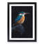 Kingfisher Bird - Picture Frame Painting Print-56924996-56925001