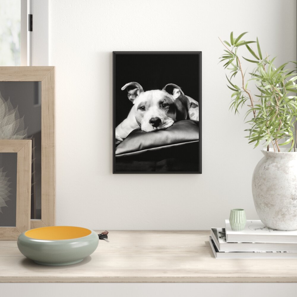 Gerahmtes Wandbild Dark Süßer American Staffordshire