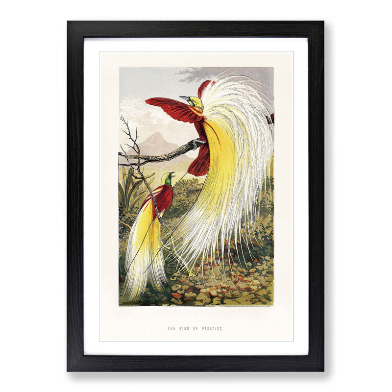 Two Birds of Paradise by Benjamin Fawcett - Picture Frame Painting Print, 36cm H x 27cm W x 2cm D, Black Framed