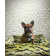 TIGRESS WALLCOVERING