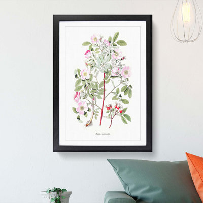 Pink Smooth Rose Flower Illustration - Framed Print