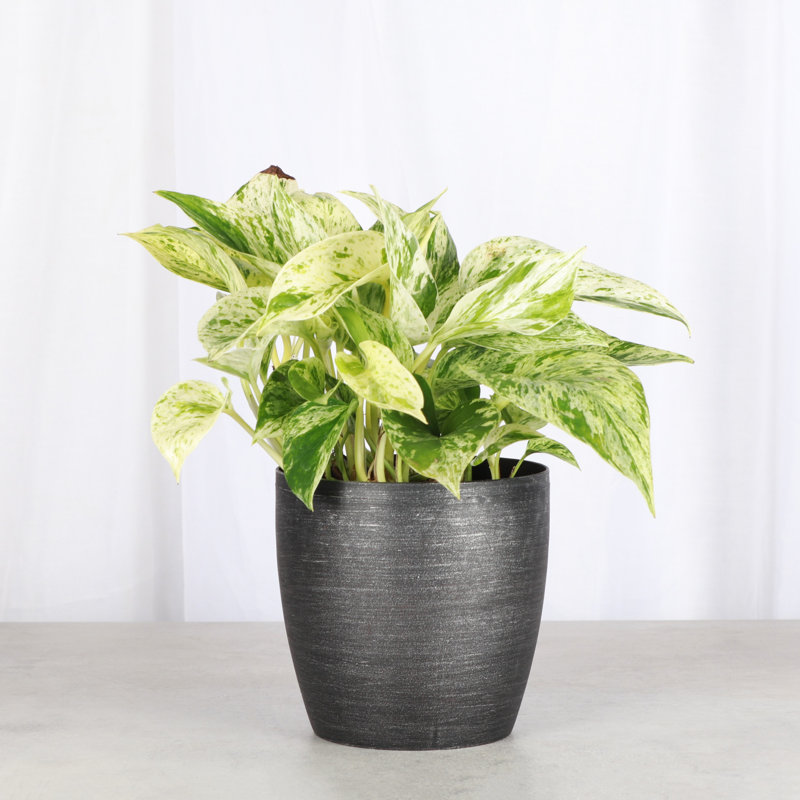 Marble Queen Pothos Plant in Pot, Brushed Silver