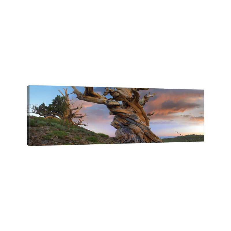 Foxtail Pine Tree, Twisted Trunk Of An Ancient Tree, Sierra Nevada, California II by Tim Fitzharris - Wrapped Canvas Panoramic Print