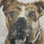 Uttermost Dog Days, impressions encadrées