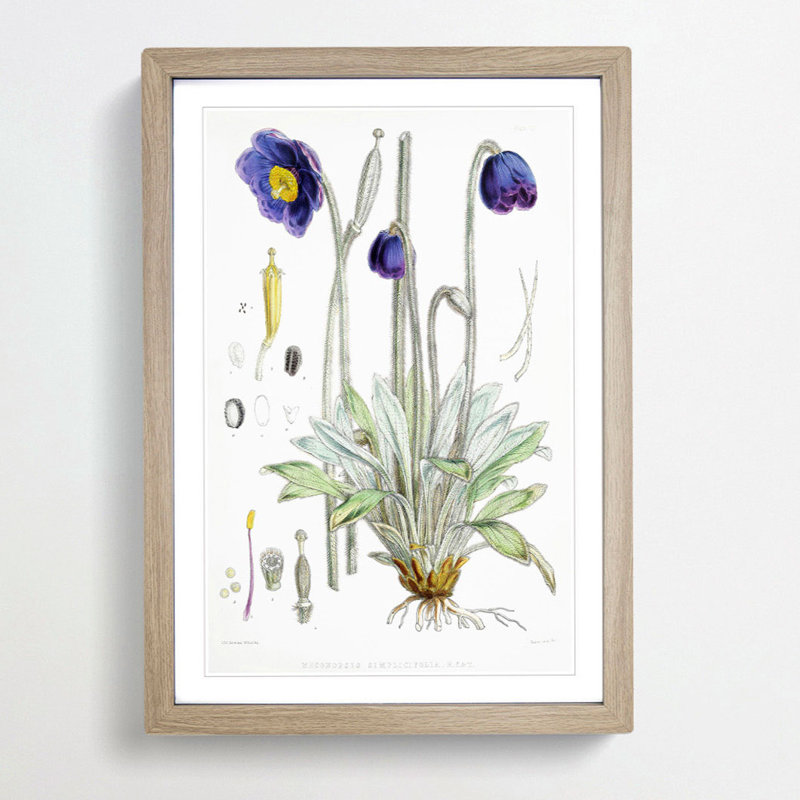 Himalayan Blue Poppy by W. H. Fitch - Picture Frame Painting Print on MDF, Oak Framed, 65cm H x 48cm W x 2cm D