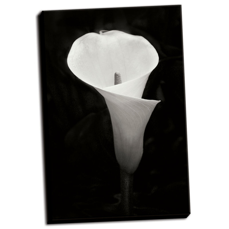 « calla lily perfection iv », reproduction de photo sur toile tendue