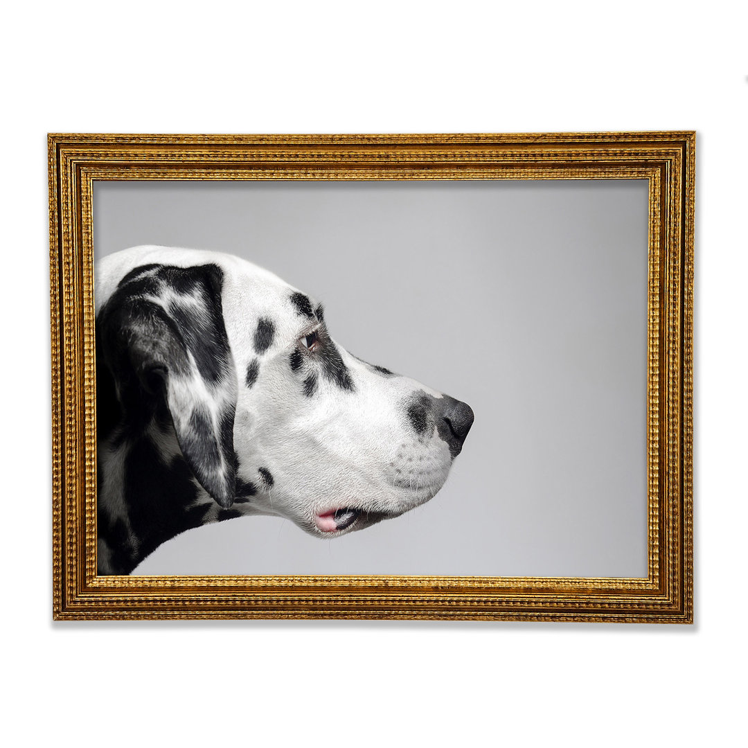 Dalmation Hund Gesicht - Druck