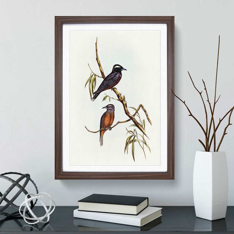 White-Eyebrowed Woodswallows by Elizabeth Gould - Picture Frame Painting Print, Walnut Framed, 36cm H x 27cm W x 2cm D