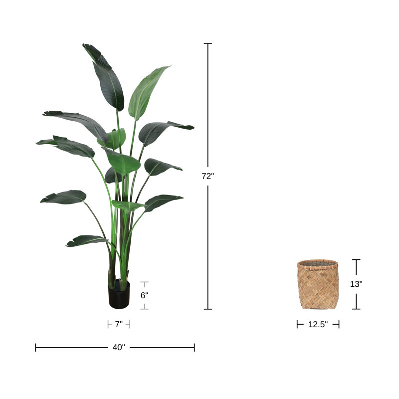 6' Bird of Paradise Tree with Bamboo Planter