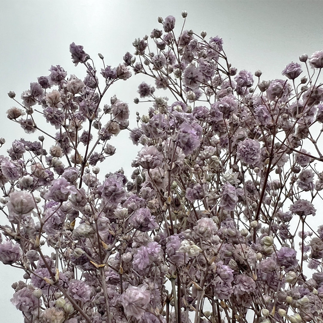 Dried Preserved Baby's Breath Stems, Purple