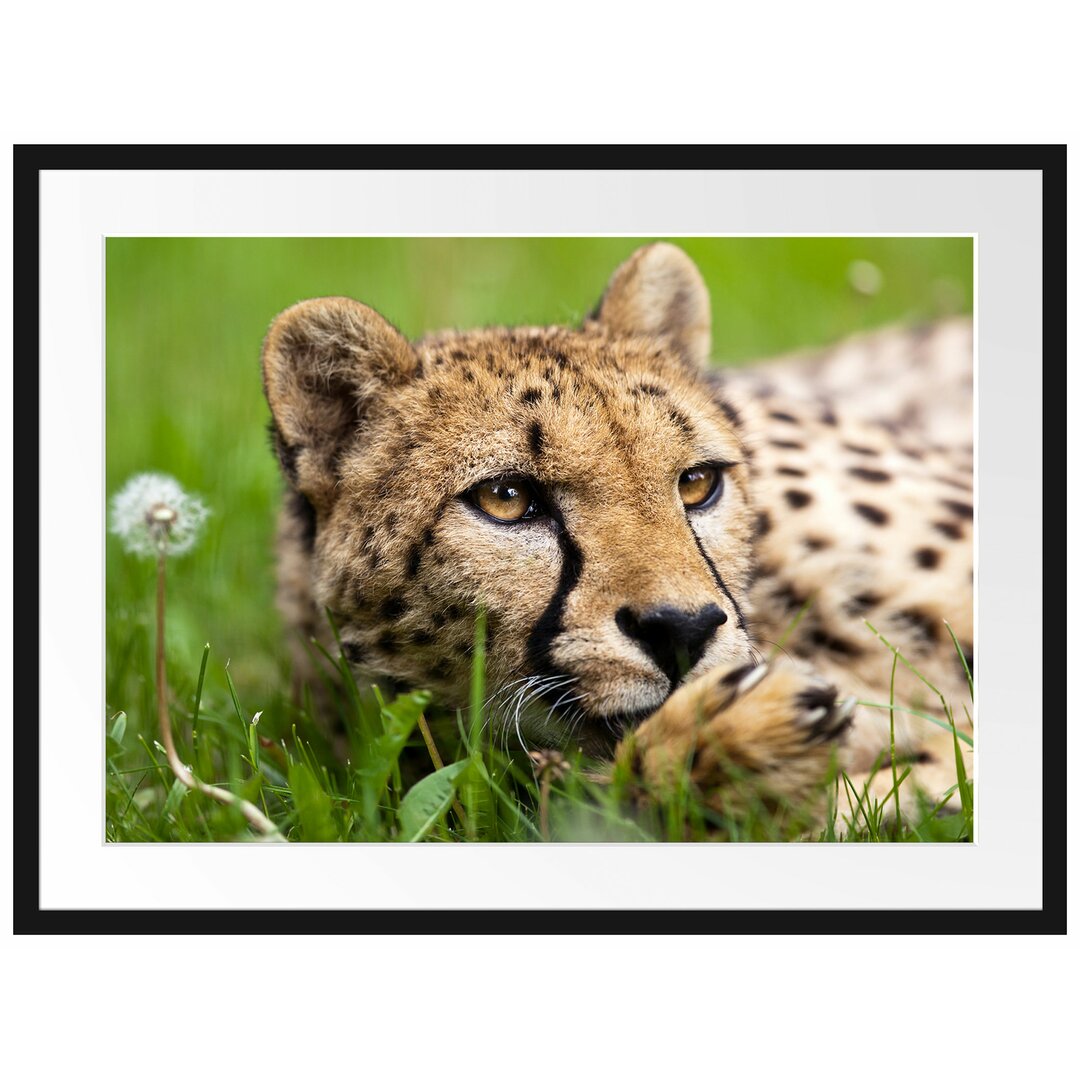 Gerahmtes Poster Gepard im Gras