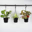 Live Lemon Lime Prayer Plant in Hanging Pot