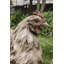 Statue de poule accroupie Driftwood