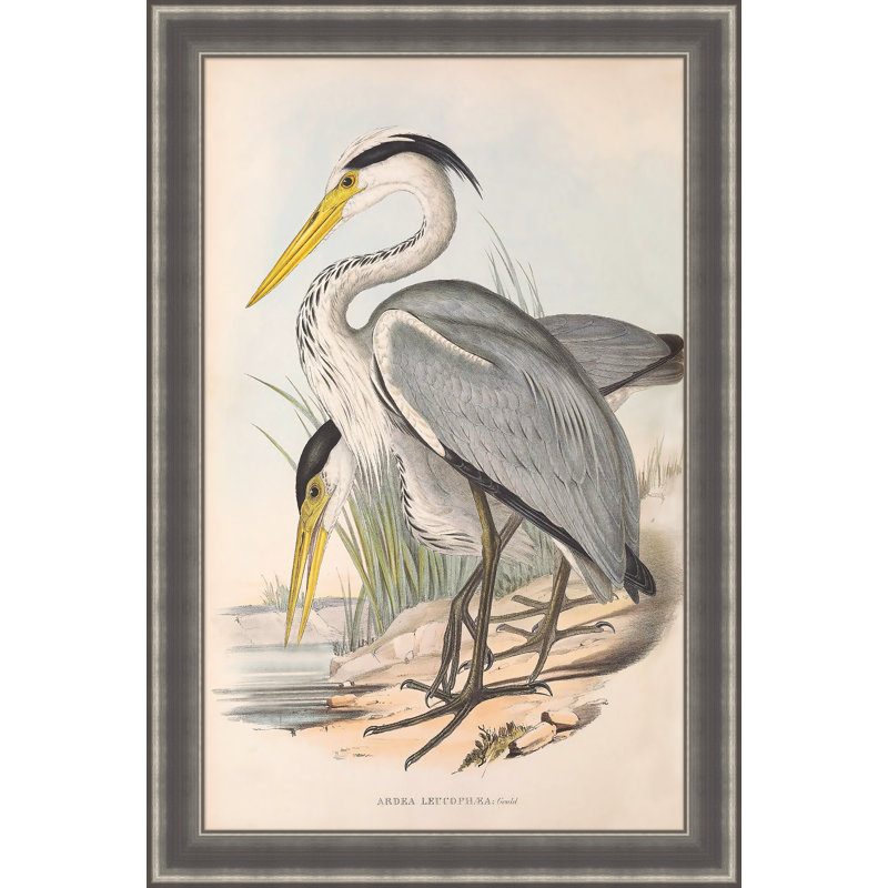 Ardea Leucophea Giclee Print