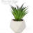 2.75" Artificial Stricta Succulent in Vase