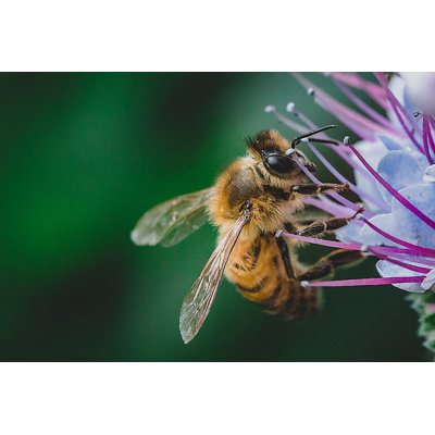 Honey Bee - Wrapped Canvas Print