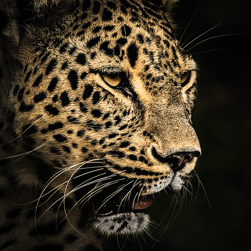 Portrait de léopard par Zocha_K, H 30 po x l 30 po