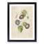 Morning Glory Flowers by Pierre-Joseph Redoute - Picture Frame Painting Print-55581538-55581537