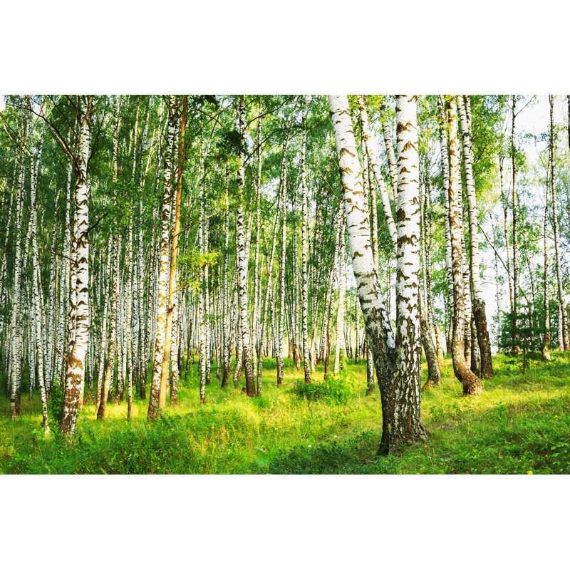 Summer In Sunny Birch Forest by Janbussan - Wrapped Canvas Print, 30cm H x 46cm W x 3.8cm D