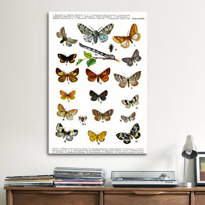 « animal european papillons », impression sur toile
