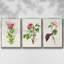 Jolies roses botaniques IV, ensemble de 3 toiles encadrées-97706584-97706585