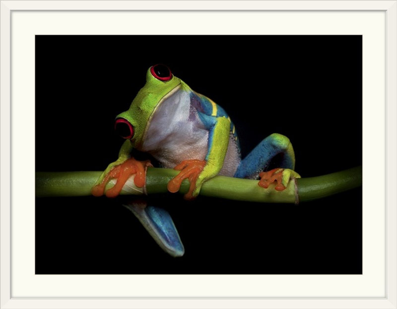«Straub 'Curiosity» par Ferdinando Valverde, reproduction de photo, H 25 po x l 32 po x P 1 po, Cadre blanc