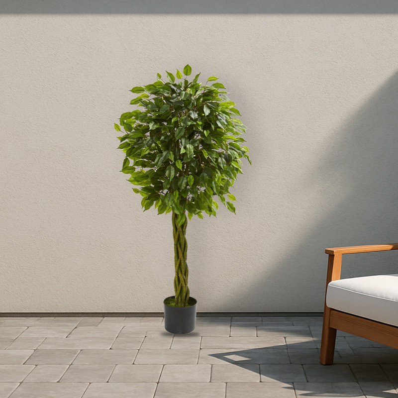 Ficus Tree with Braided Trunk
